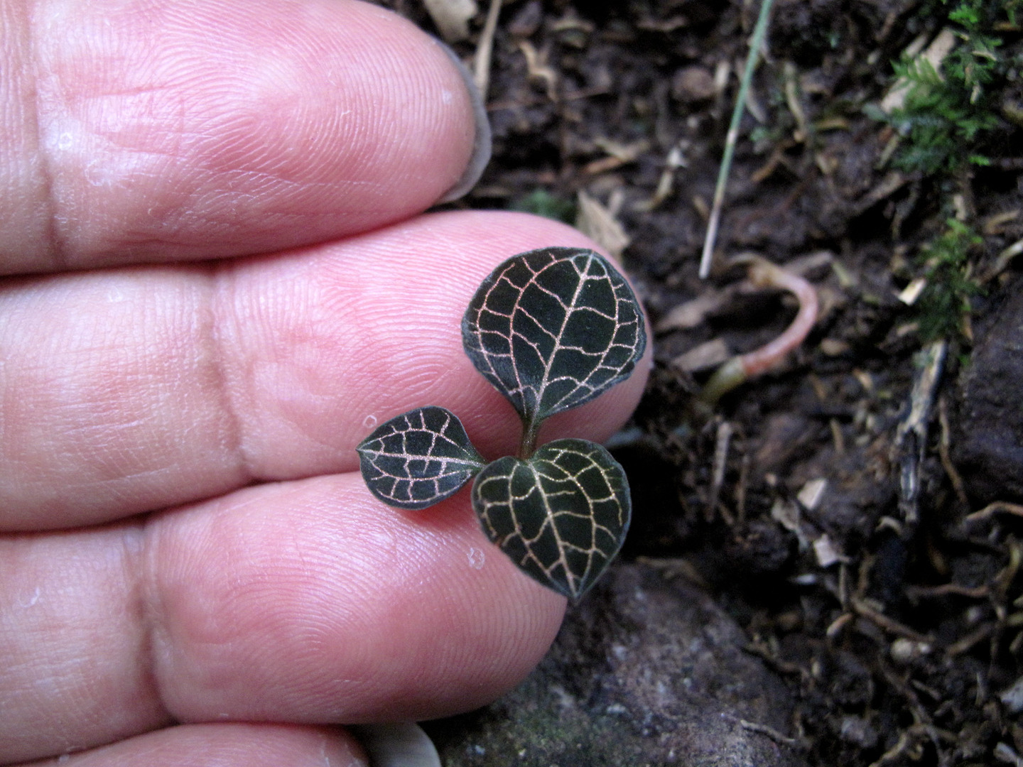 海曙龙观乡深山中首次发现珍稀兰科植物——浙江金线兰