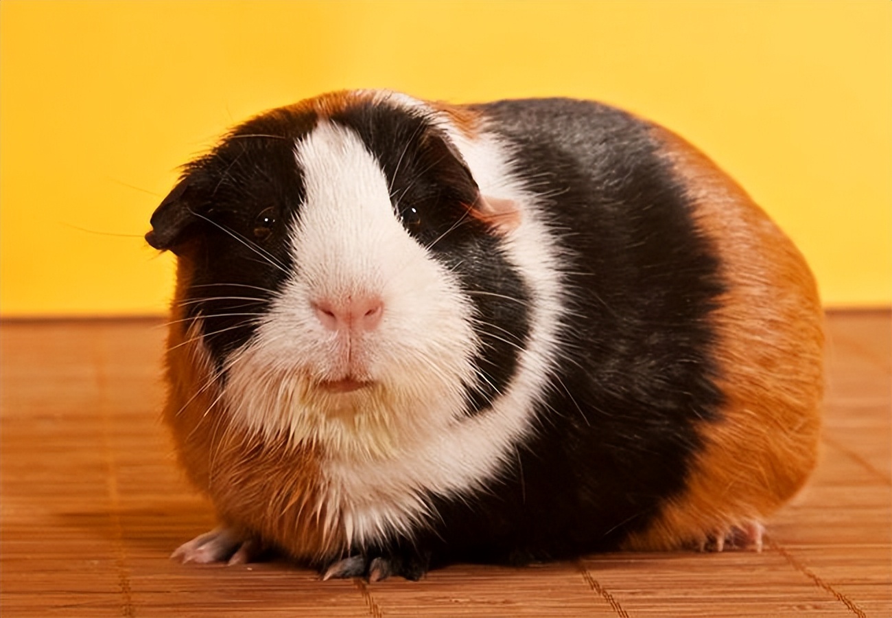 养荷兰猪有什么风险要注意,养荷兰猪有什么风险