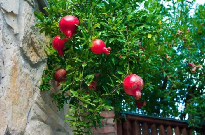 庭院种8棵树风水寓意,8种院子树