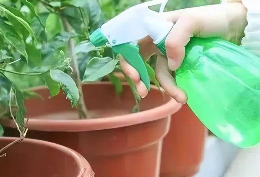 丹麦风铃怎么养出状态,丹麦风铃的养护方法