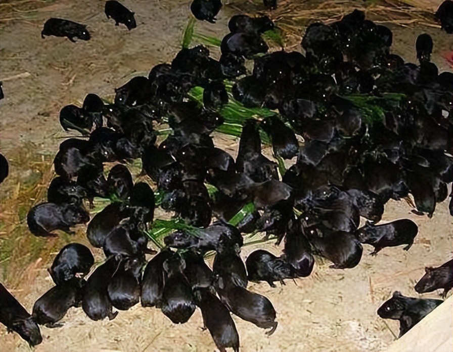 贵州茗阳养殖技术科技有限公司,贵州茗阳兔子养殖靠谱吗