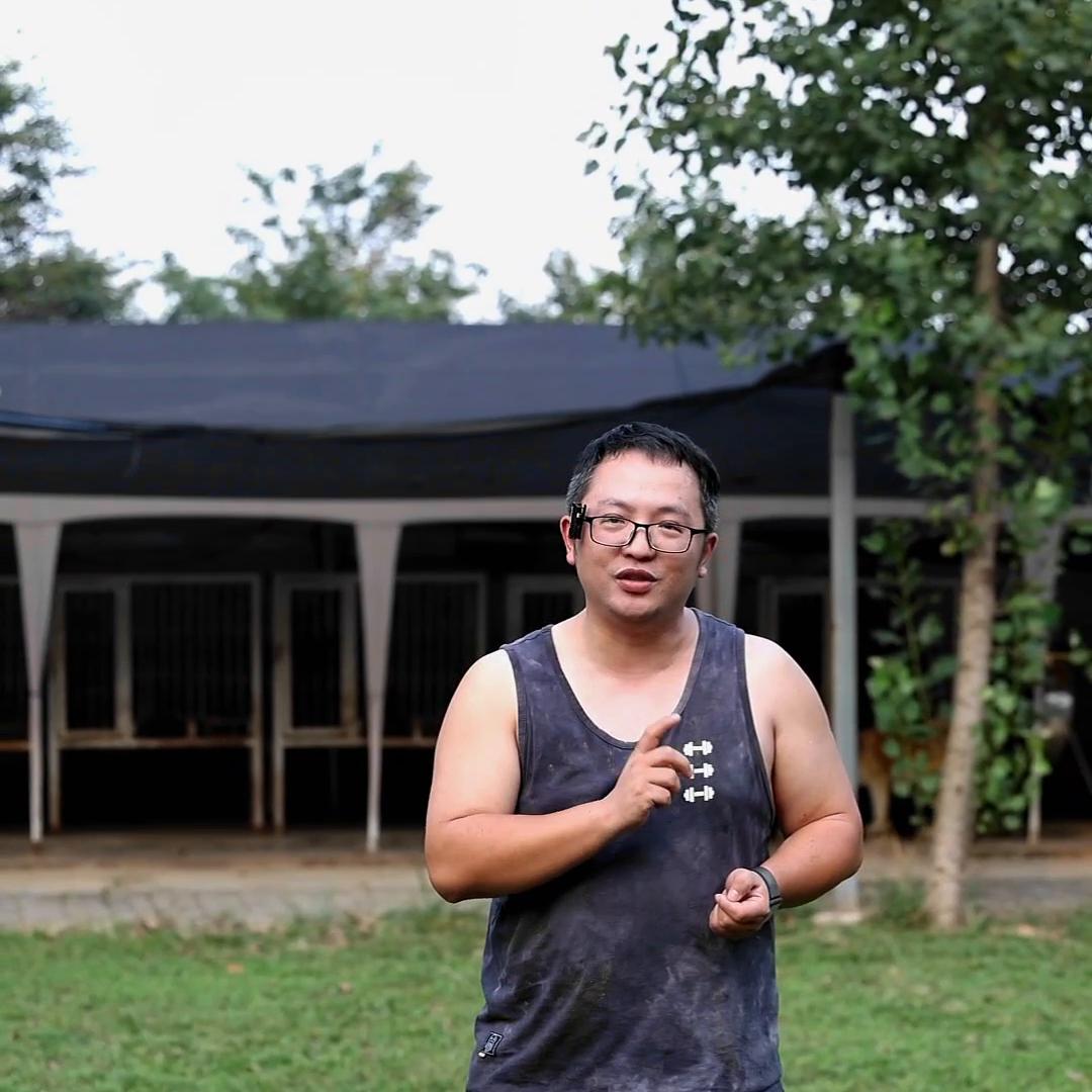 秋田犬和别的狗好相处吗,秋田犬怎么控制不和其他狗打架