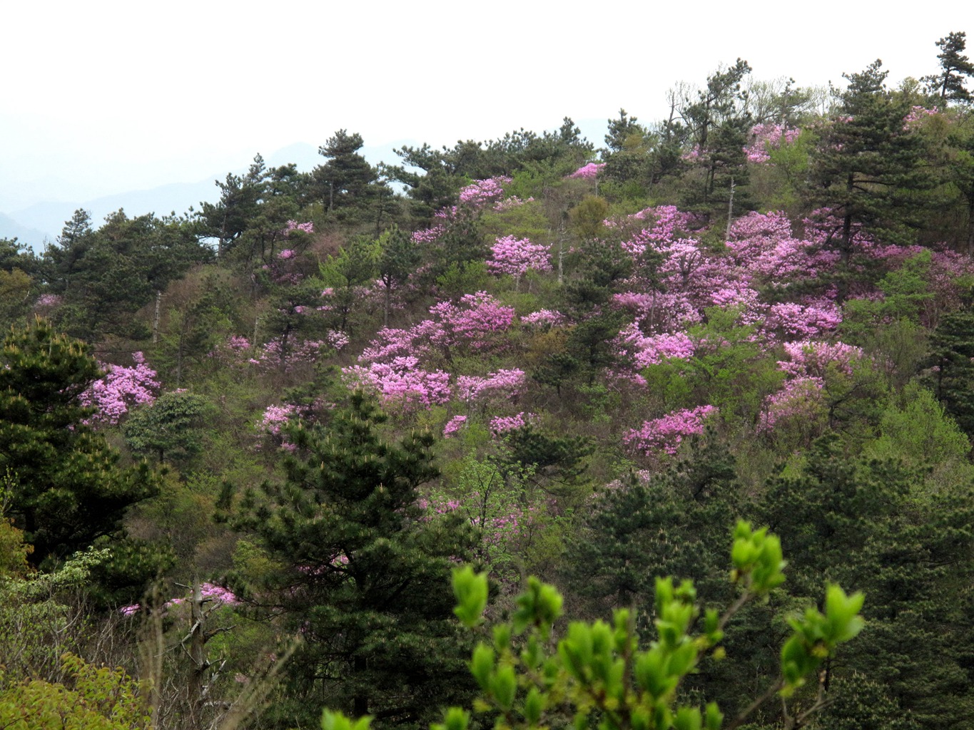 四明山华顶杜鹃,浙东华顶杜鹃群落