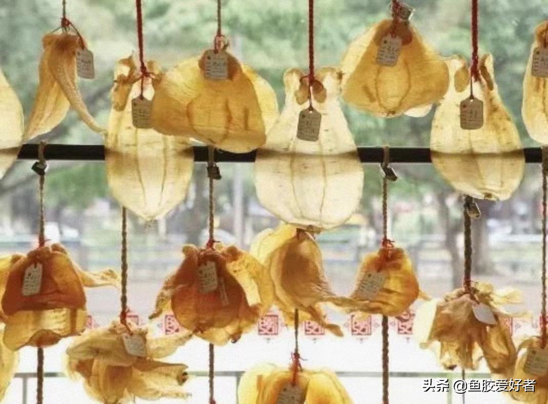 鱼胶为什么会发霉生虫,长虫的鱼胶可以洗完重新晾干吗