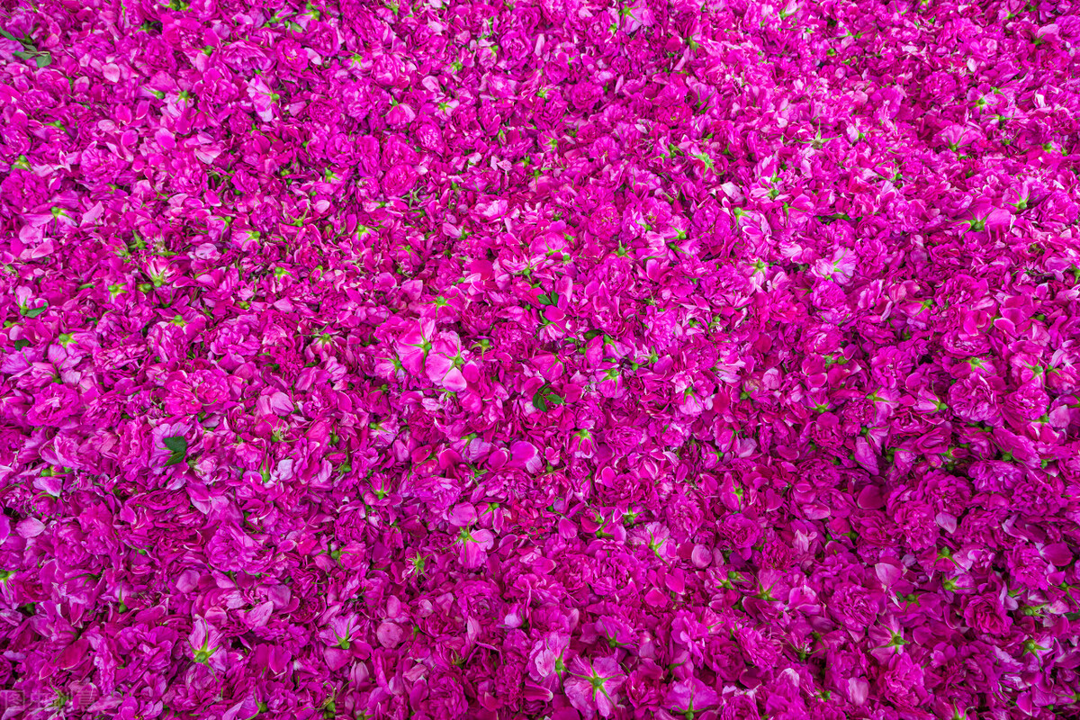 玫瑰花语大全短句子,玫瑰花语大全