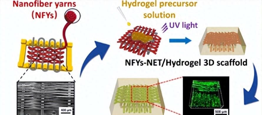 使用近红外荧光成像，进行生物功能性可降解支架的无创监测工程