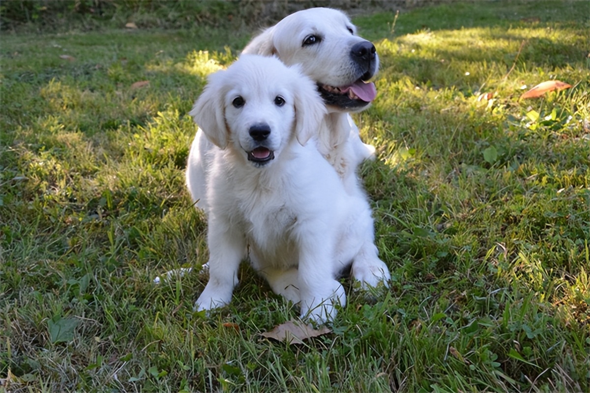 普安特兽药靠谱吗？狗狗大便不成型该吃什么药？