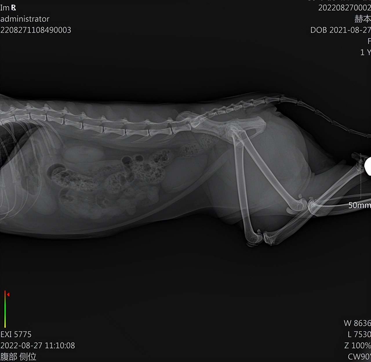 中医如何治疗猫咪尿路结石,猫狗肾结石