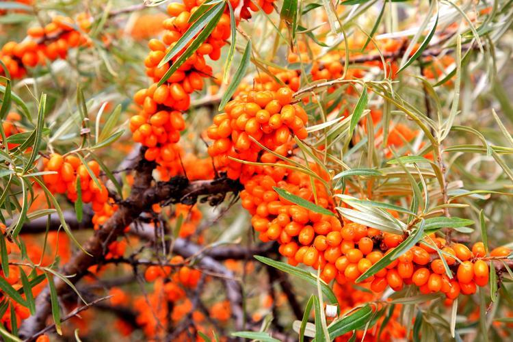 沙棘原浆多少钱一盒,沙棘原浆的价格是多少一盒