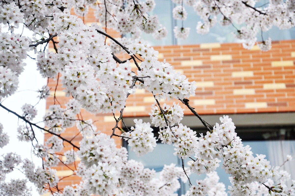 华中农业大学网络教育专升本,华中农业大学专升本要求