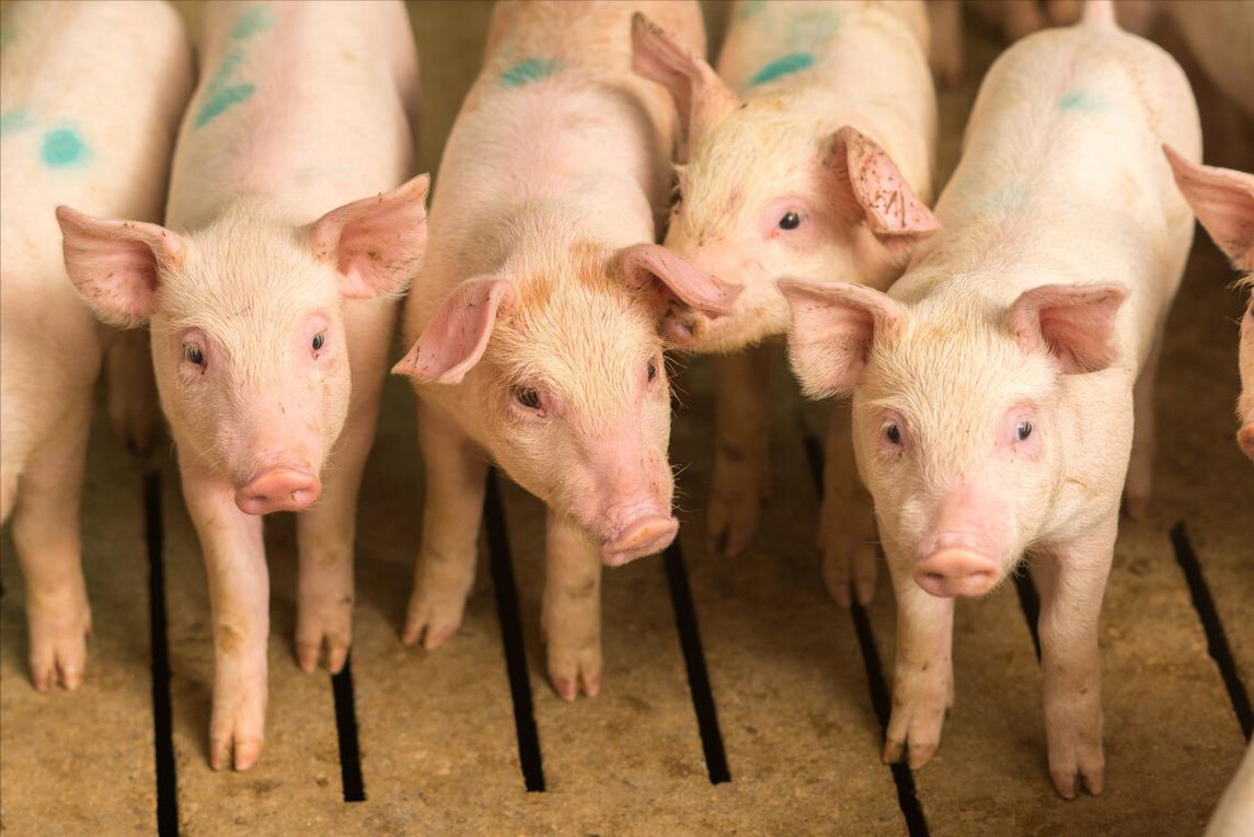 夏天小猪不爱吃食什么原因,小猪不怎么吃饭怎么办