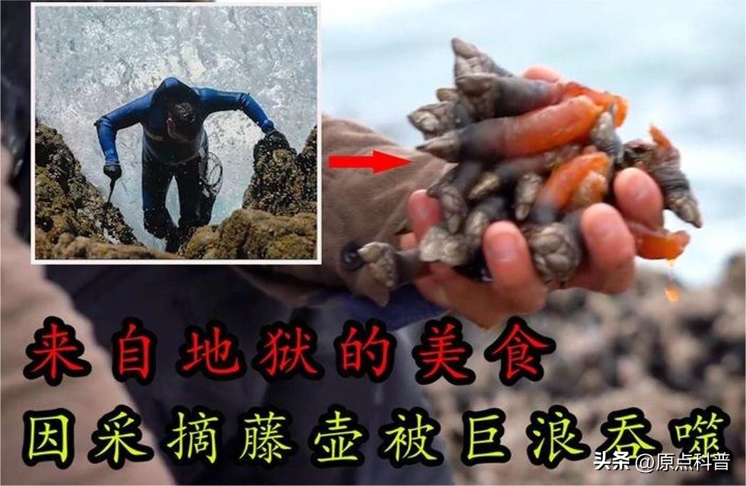 世界十大顶级海鲜排名,世界上十大最贵的十种海鲜