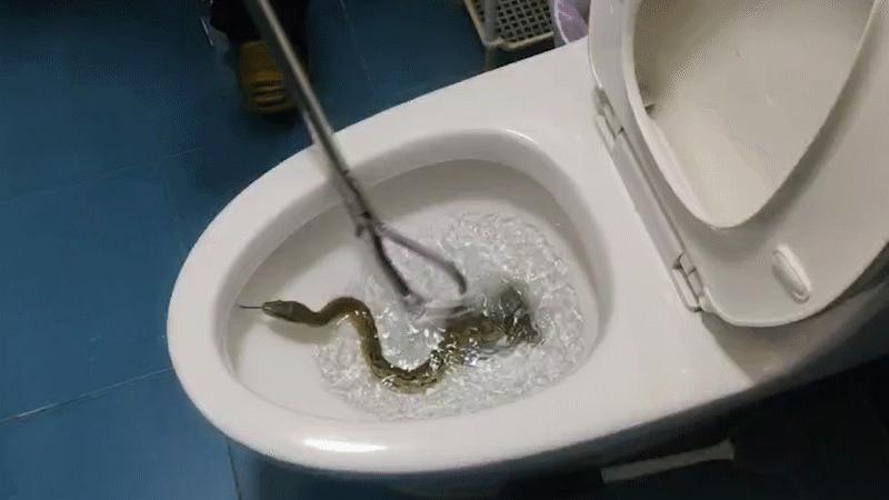250厘米长眼镜蛇潜入家中惊心动魄,江苏女子上厕所发现蛇