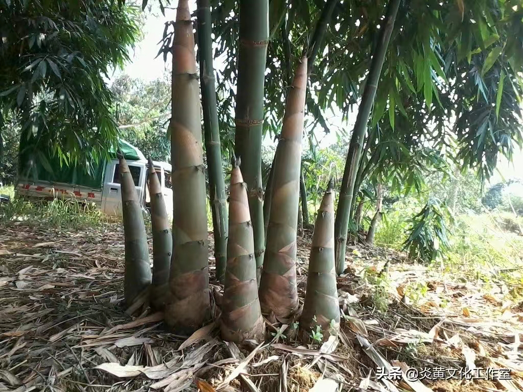【原创】散文·江南春笋
