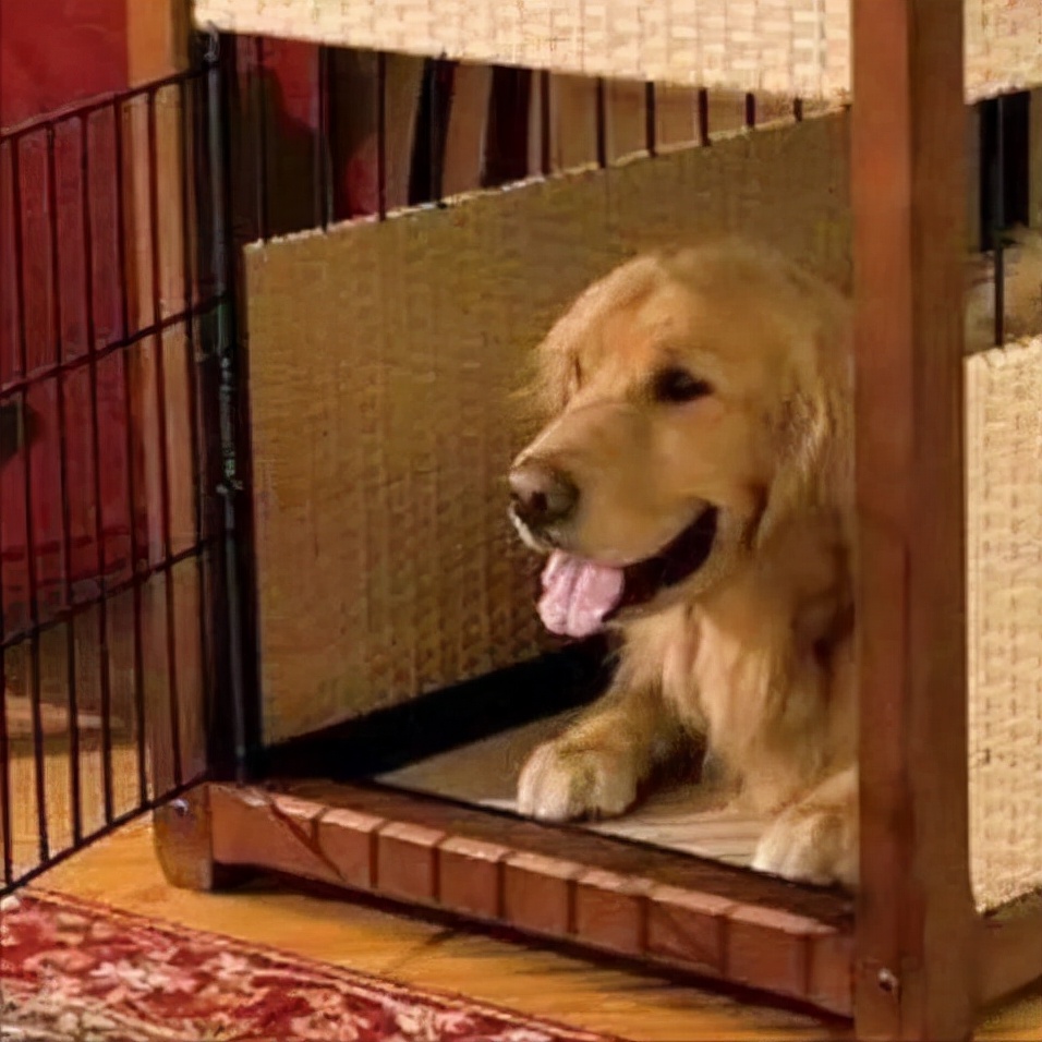 狗狗受到了惊吓怎么缓解,狗狗受惊吓有哪些症状