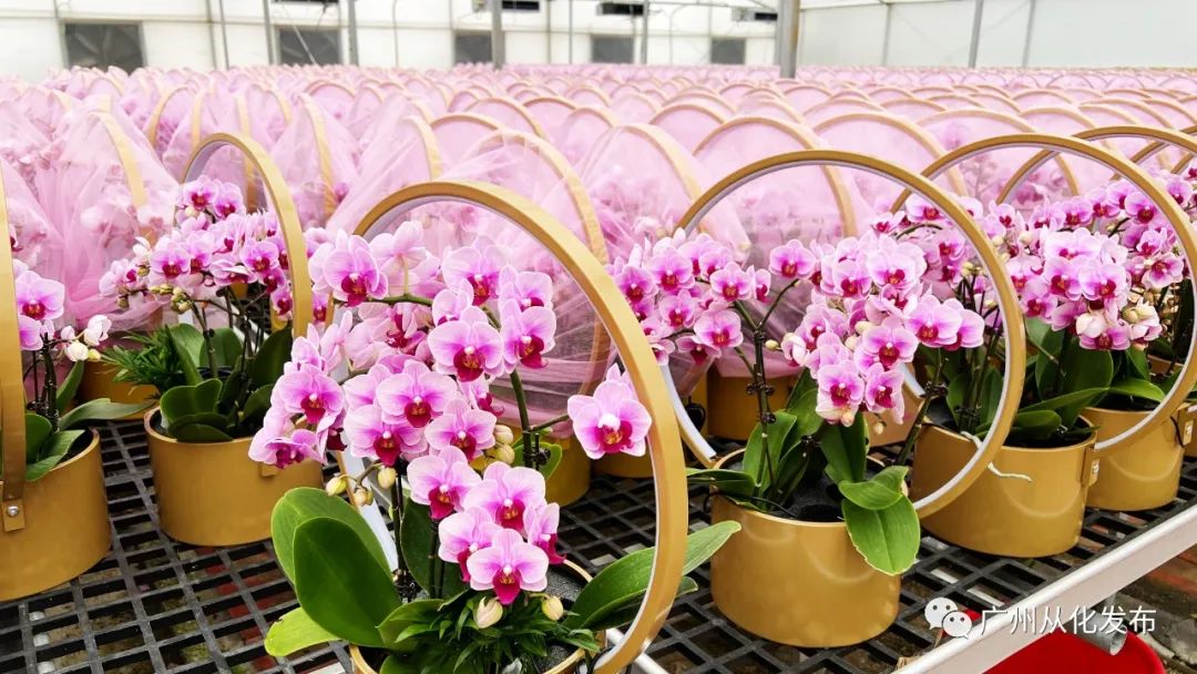 广州从化大旺兰花基地,兰花基地赏花