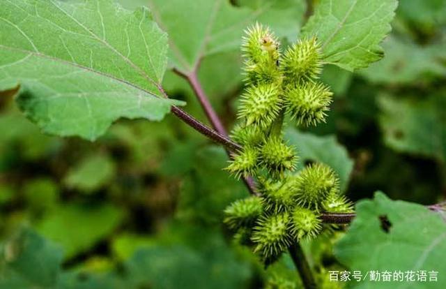 你不认识的路边草儿--苍耳篇