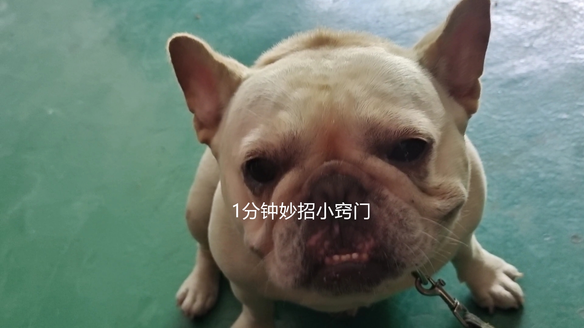 被狗追怎么自救才安全,被狗追怎么办最快最有效的方法