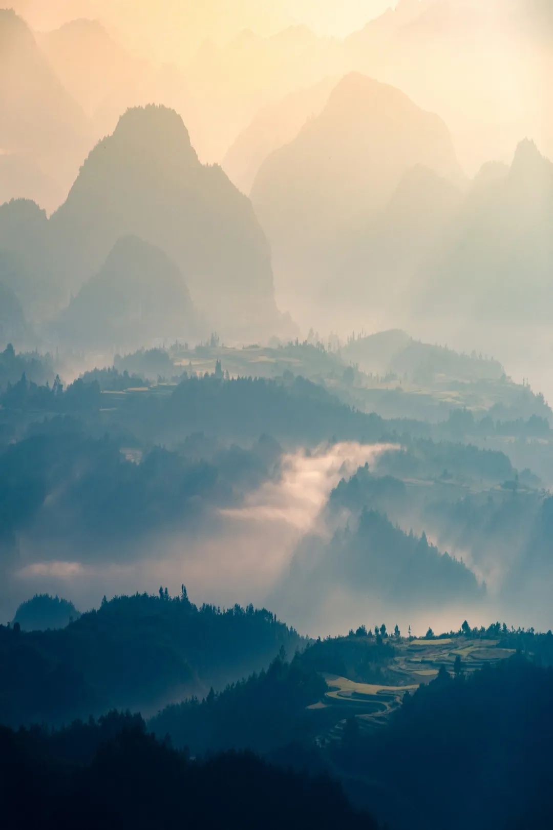 中国茶业历史悠久各种各样的茶叶,中国产茶的四大茶区