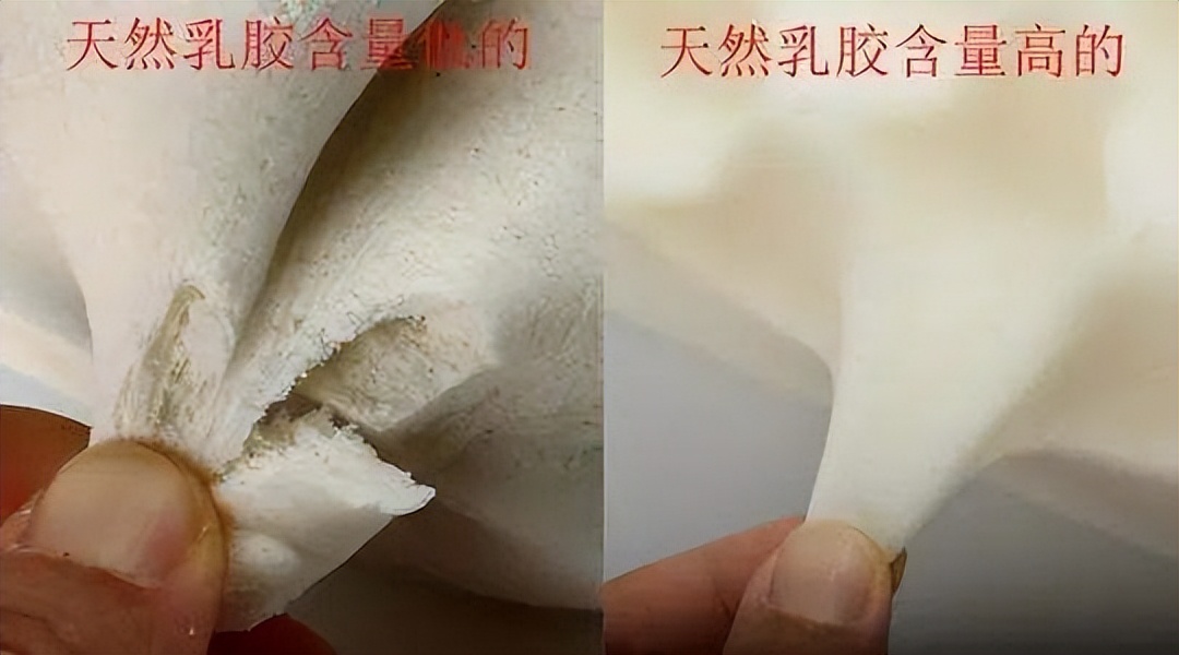 如何辨别真正的乳胶枕,正规的真假乳胶枕辨别方法