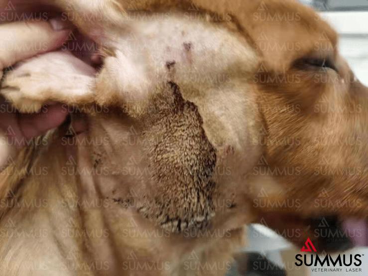 宠物治疗仪,中医兽医治疗狗狗皮肤病