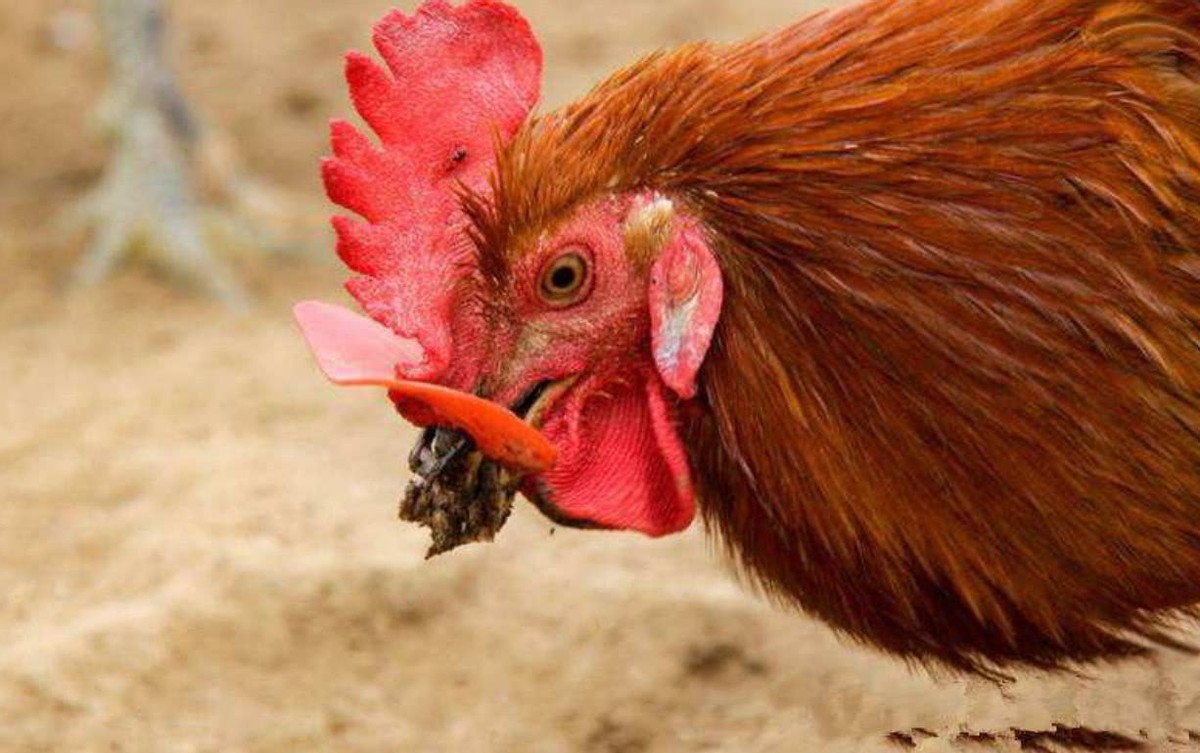 鸡生吞了水蛭会怎么样,鸡吃了水蛭不死吗