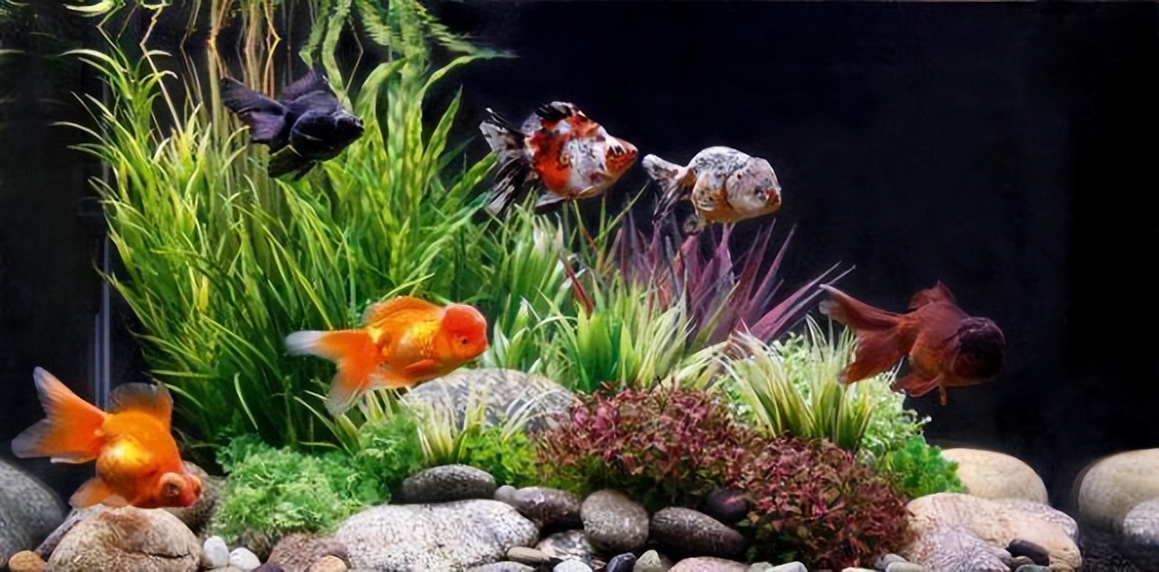 观赏鱼适合多久喂一次食物,观赏鱼喂食注意什么事项