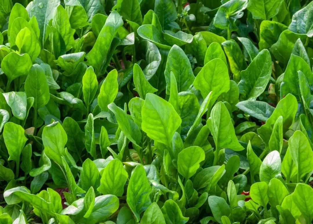 浙江春菜上新品尝春天第一口鲜,春菜正当季快来尝尝春天的味道