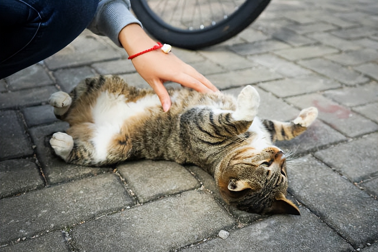 新手养猫的十大建议,新手养猫的十大忠告