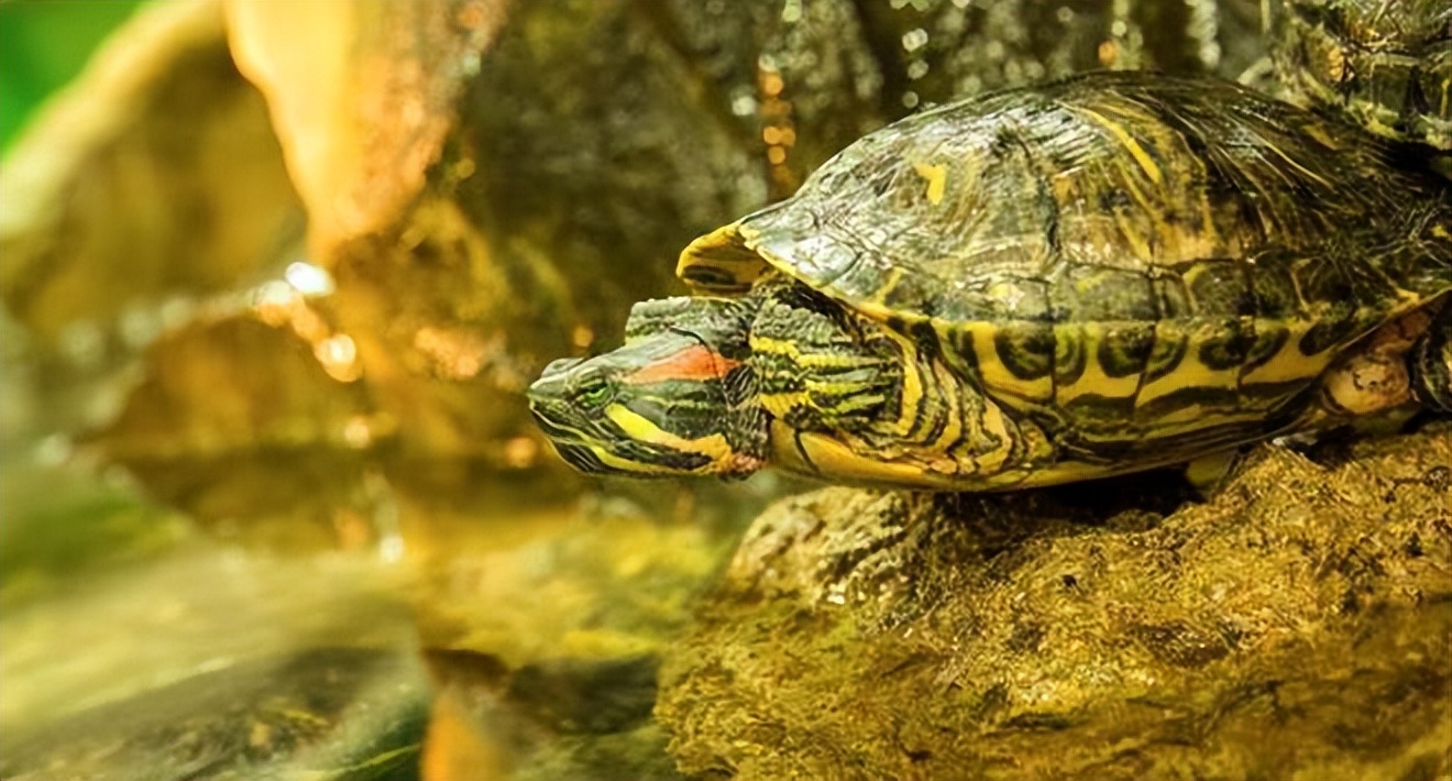 世界百大外来入侵物种的名单,巴西龟都是入侵物种吗