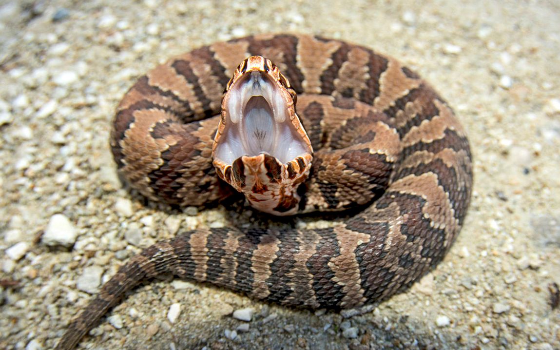 蛇类排名第一的图,蛇类十大排名