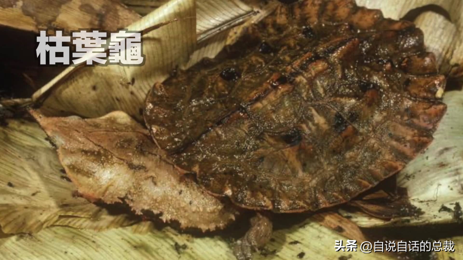 龟蛇大战巨龟视频,罕见别致的龟蛇大战