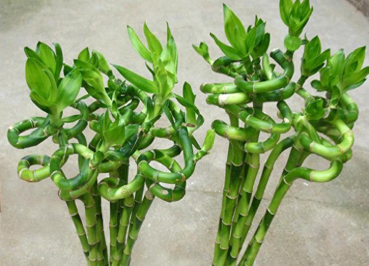 富贵竹几根寓意好,富贵竹要放几根才是吉利数字