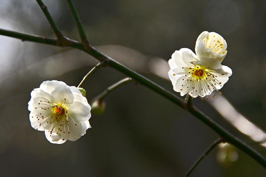 70首诗里关于咏梅的诗词,关于梅花经典咏梅古诗10首