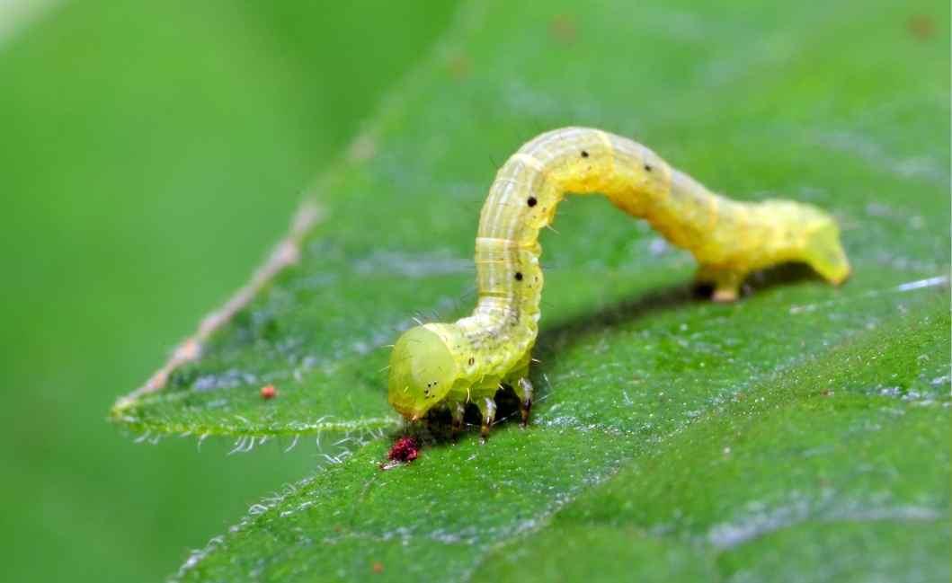 尺蠖——北京街头槐树上的“吊丝鬼儿”，极限蹦极的创始者