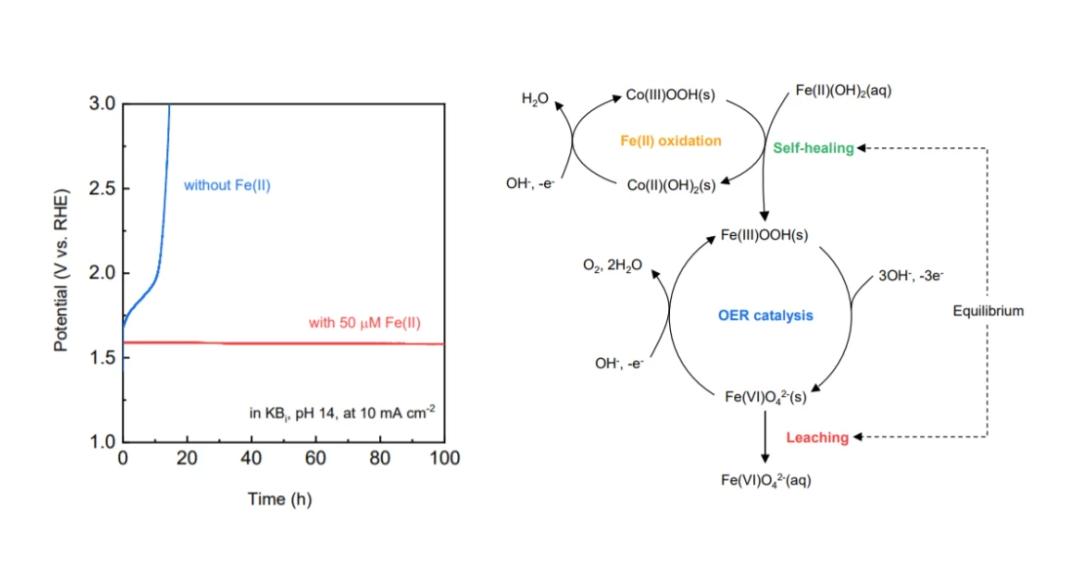 壳聚糖共混物及其在电催化氧还原中的潜在应用