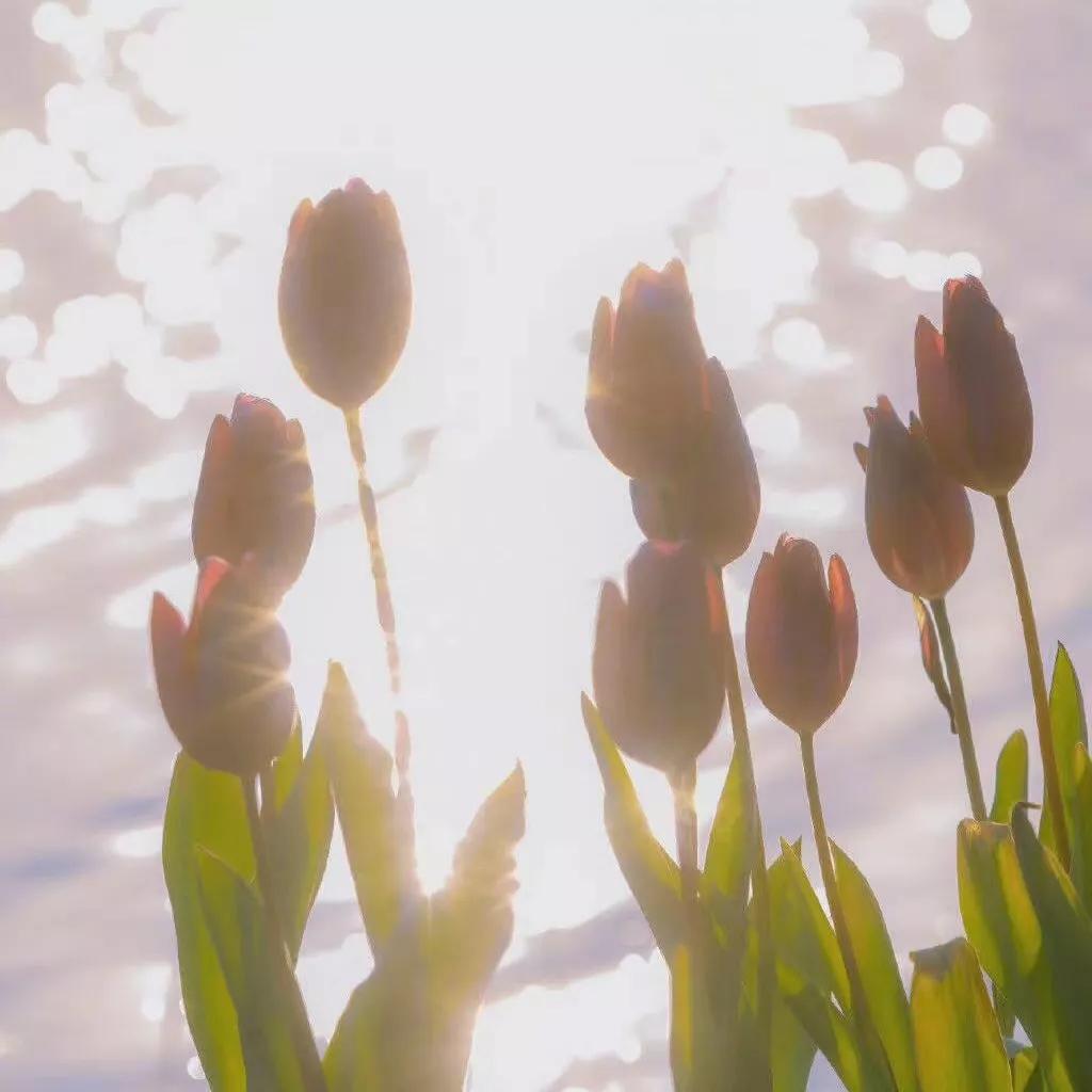 黑色背景郁金香高清图片,粉色郁金香背景视频