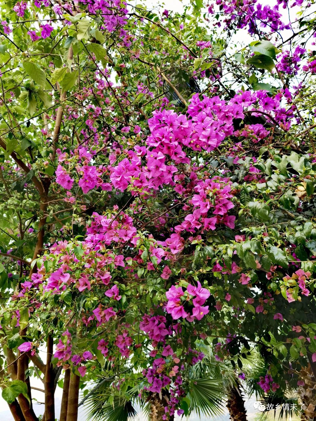 老挝一日游全攻略,老挝万里行视频