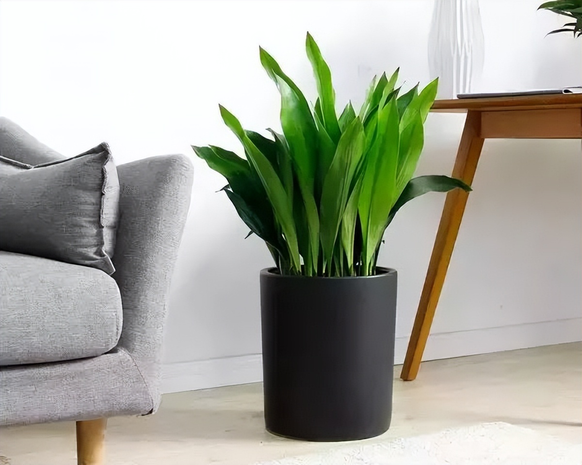 种什么蔬菜可吸甲醛,适合家庭种植的除甲醛植物