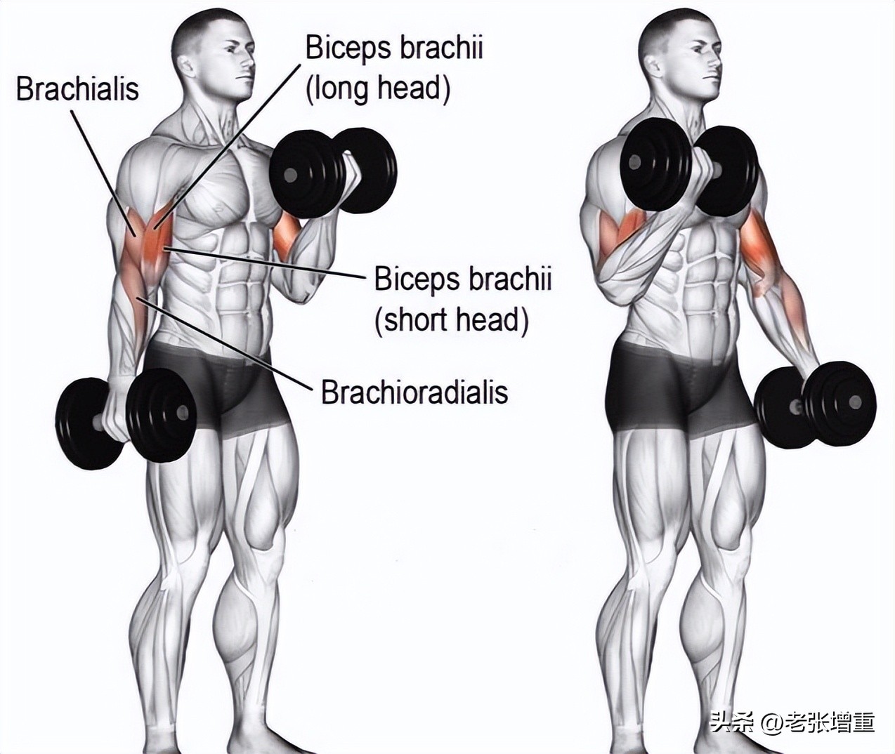 肚子太胖了很尴尬怎么办,肚子大但瘦怎么变壮