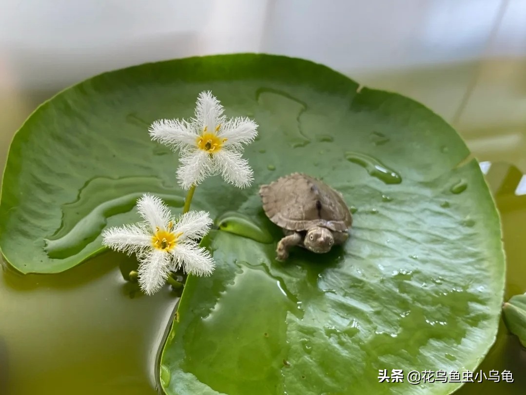 透明周转箱养龟环境布置,养龟不用过滤器怎么布置