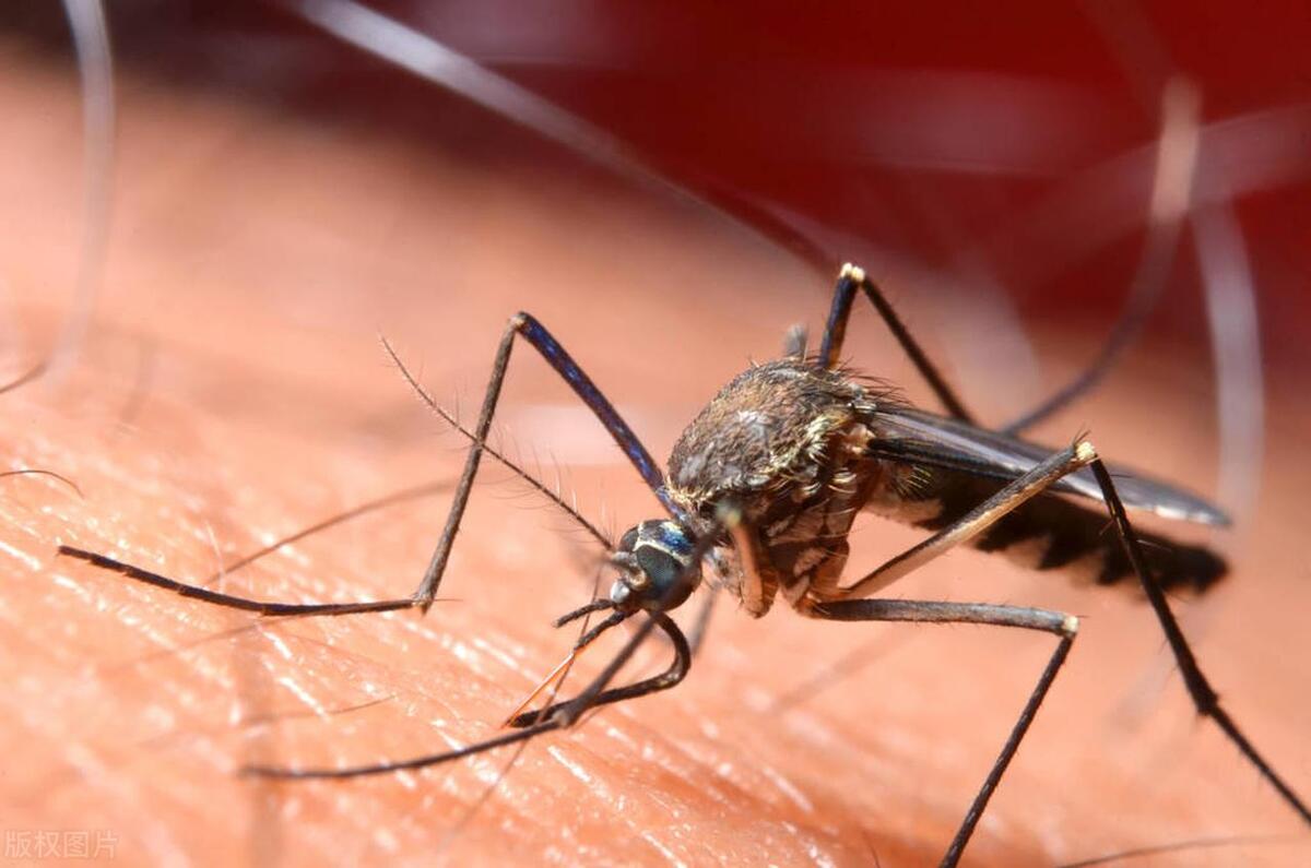 家里的蚊子太厉害了怎么消灭,如何快速赶走家里的蚊子小妙招