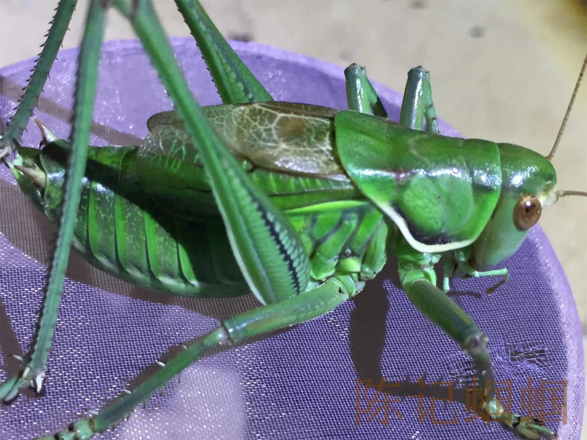 童年记趣三玩的一些记忆（二）虫