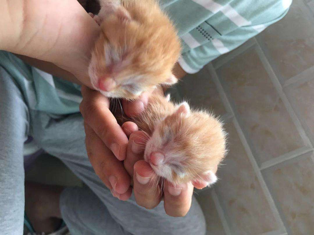 猫咪的一生最重要的事情,猫咪的生命终点