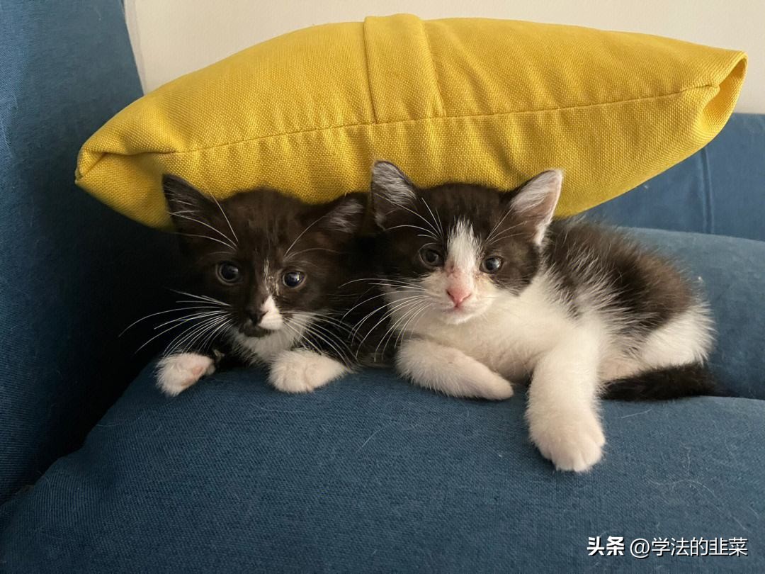 领养猫咪被起诉,领养猫咪买猫粮骗局可以举报嘛