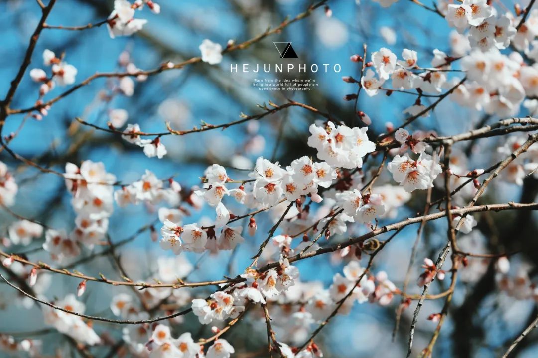 龙泉山看桃花徒步最佳路线,徒步穿越十里桃花漫山遍野