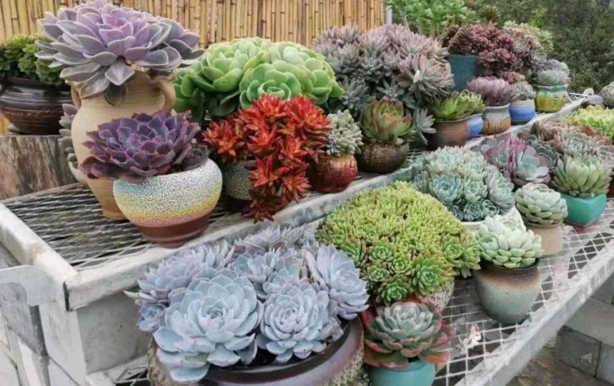 楼顶多肉的变化图,以前屋顶的多肉