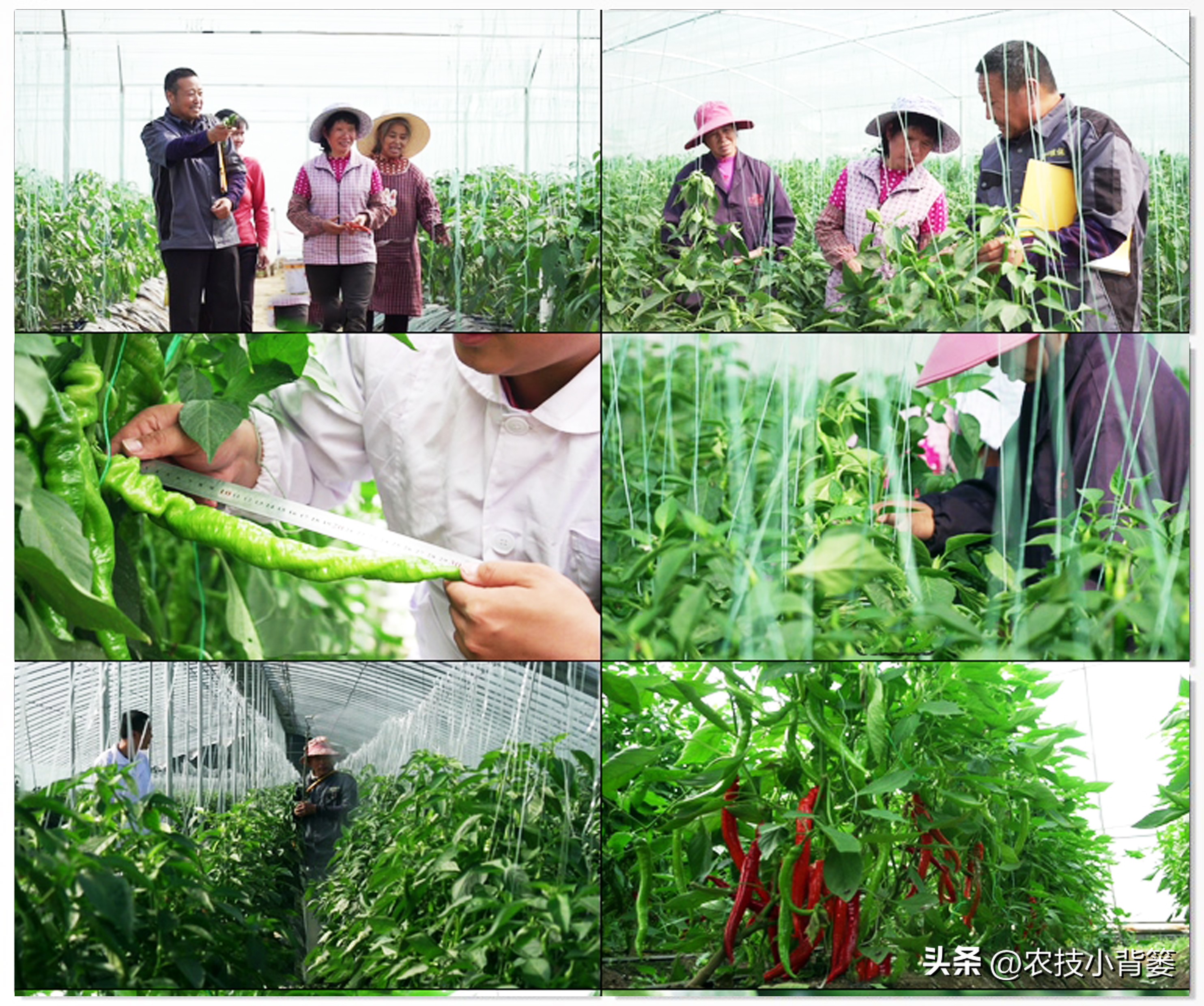 死苗烂根用什么菌肥,大葱重茬烂根防治办法最新