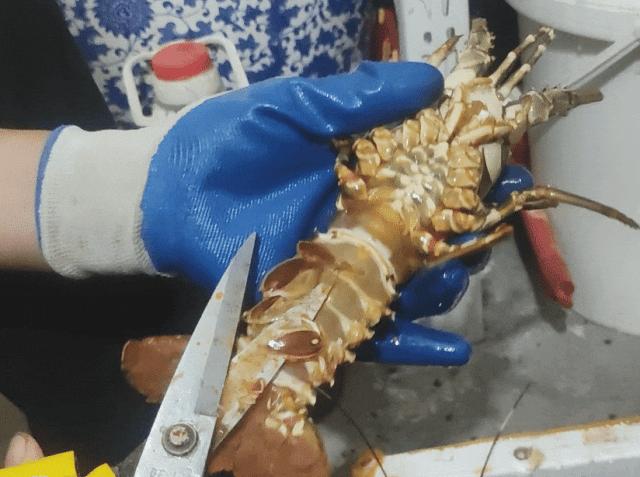 蒜蓉蒸小青龙的蒜蓉熬制,蒜蓉酱蒸小青龙