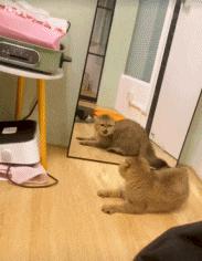 给力的一字马,给力的一字马后续